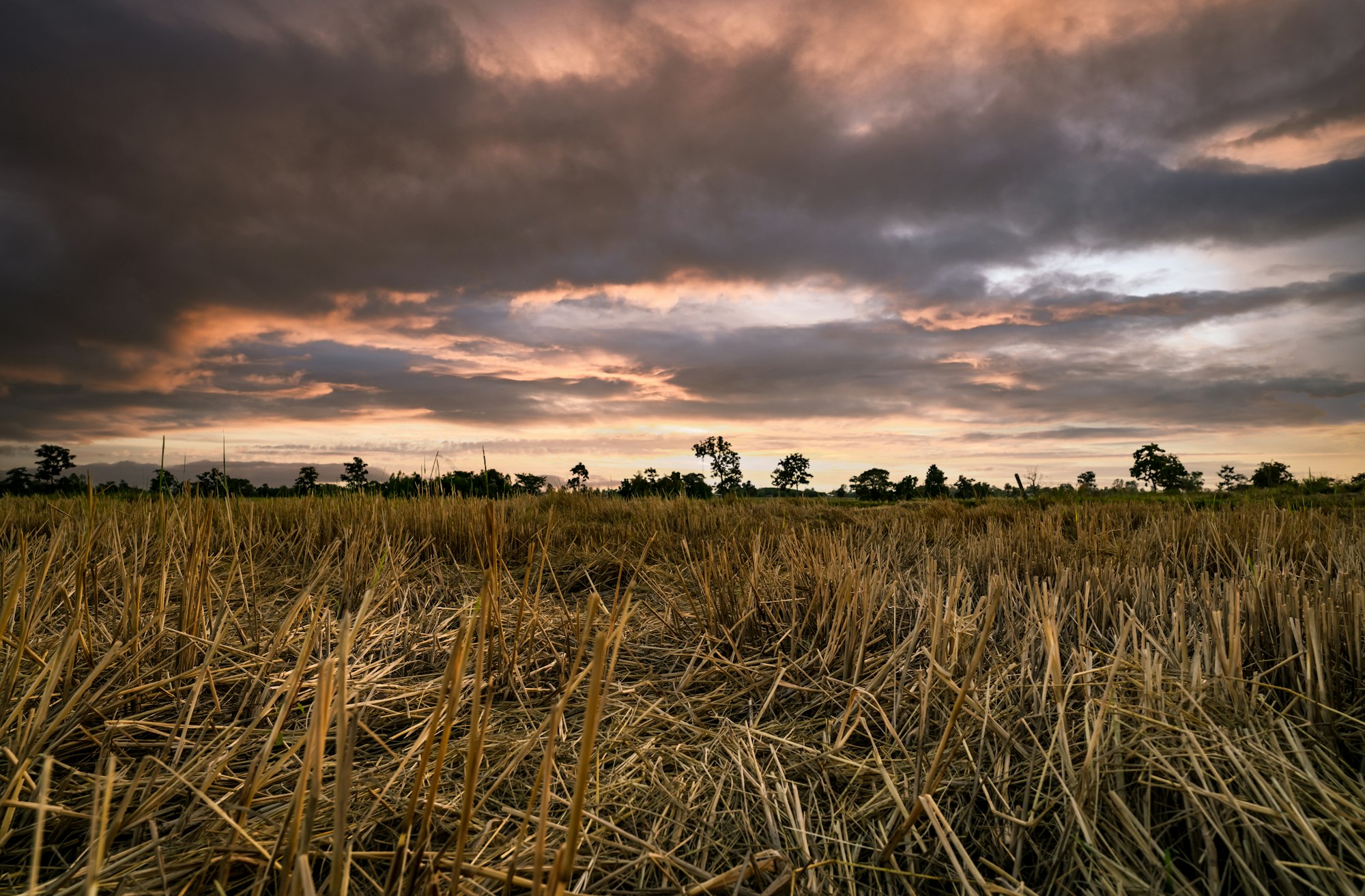 Rice farm. Stubble in field after harvest. Dried rice straw in farm. Landscape of rice farm.