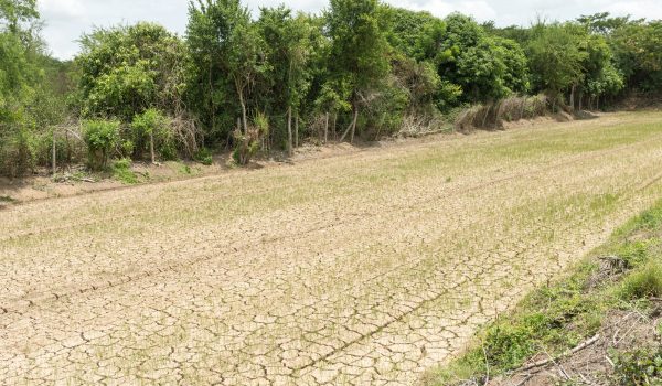 Rice seedlings growing on the barren fields.